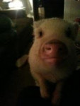 porkie - Schwein (1 Jahr)