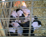 Baby's Baies:) - Schwein